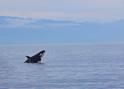 Air Whale Breaching Photographer George resize