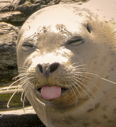 Anything Goes Harbor Seal and Tongue Photographer Richard resize