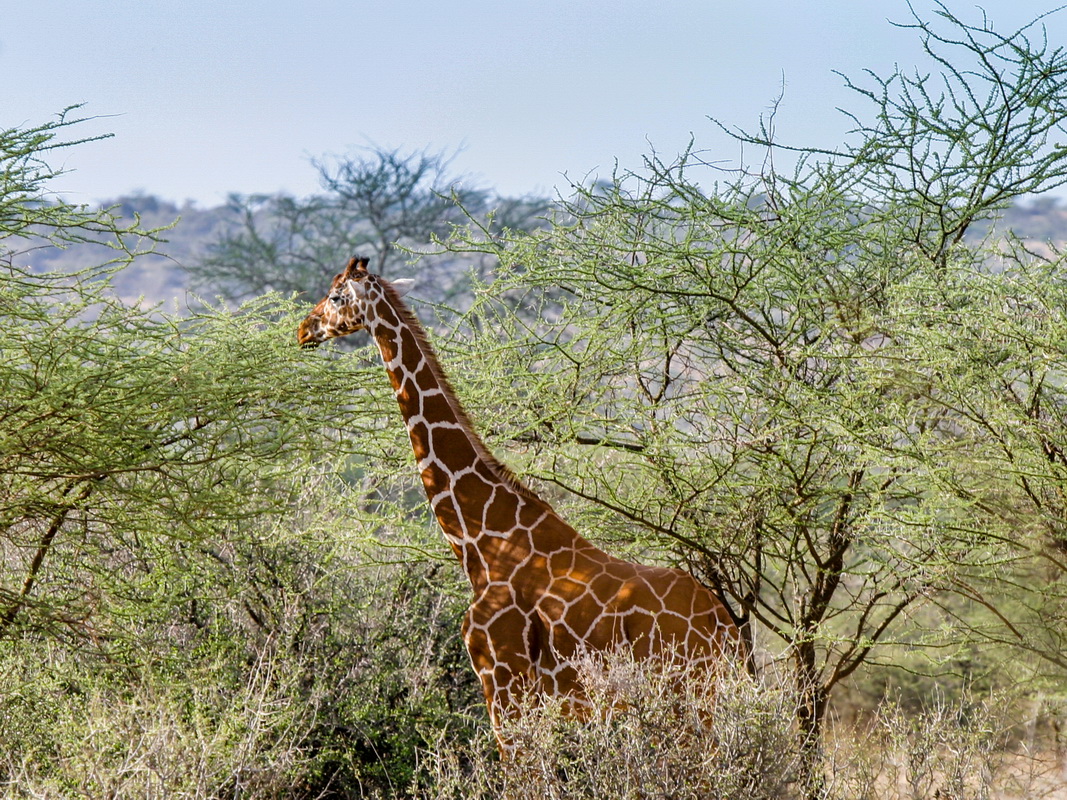 No_004-2005-10-06 RW Daniels Africa - Canon EOS_resize