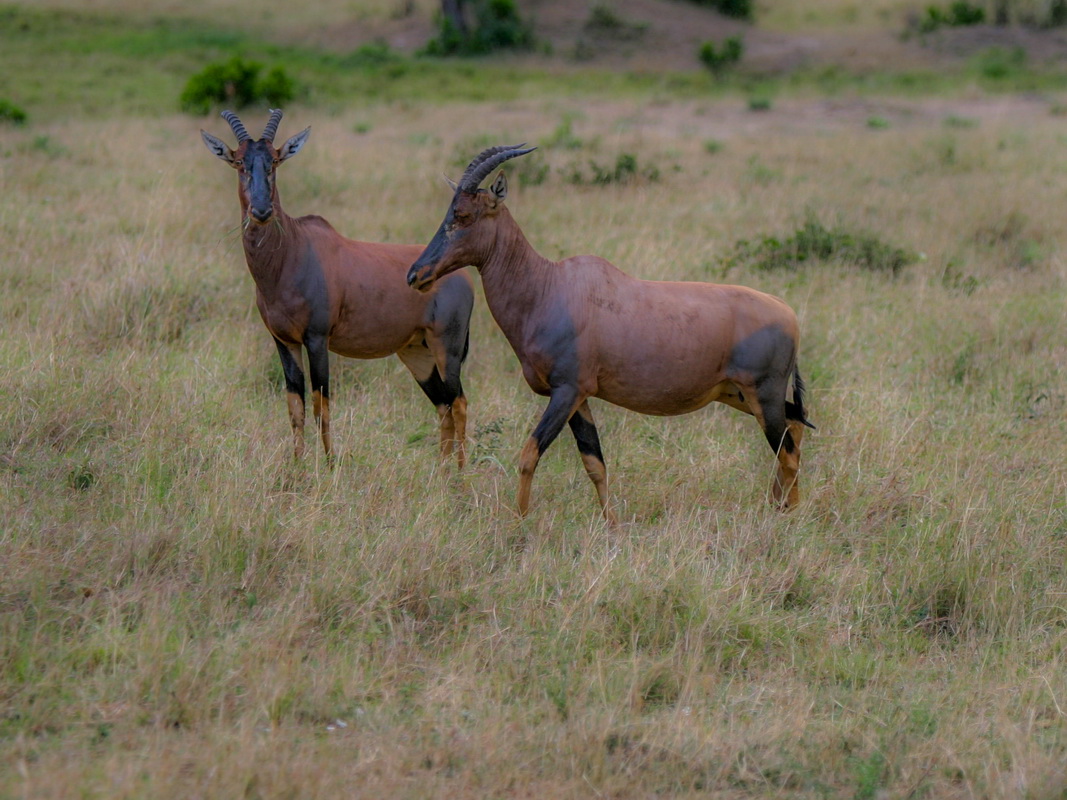 No_030-2005-10-06 RW Daniels Africa - Canon EOS_resize