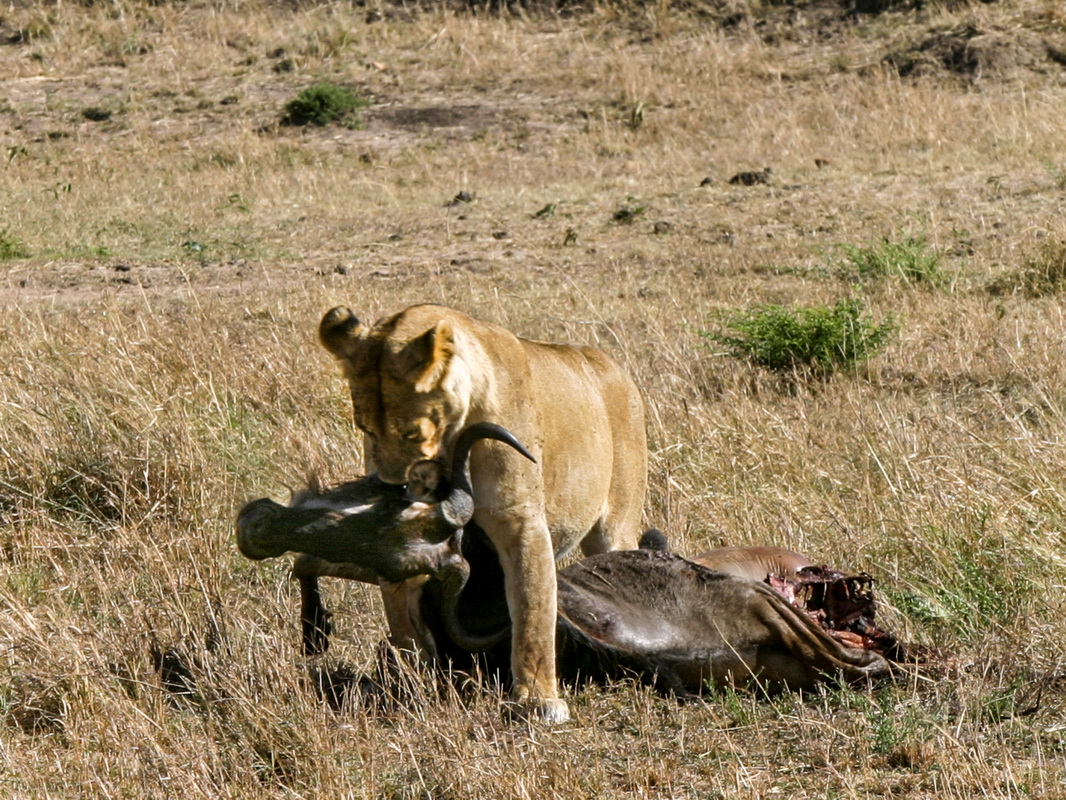 No_034-2005-10-06 RW Daniels Africa - Canon EOS_resize