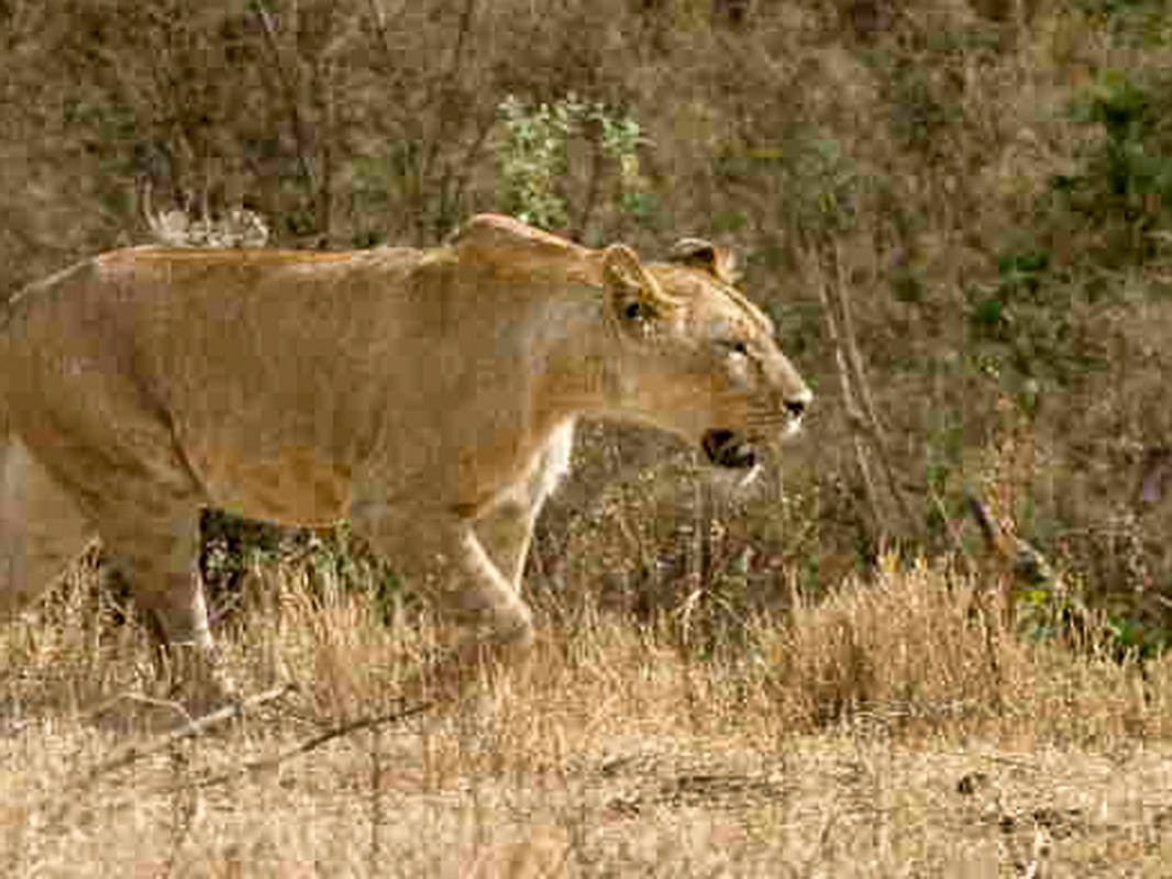 No_067-2005-10-10 RW Daniels Africa - Canon EOS_resize